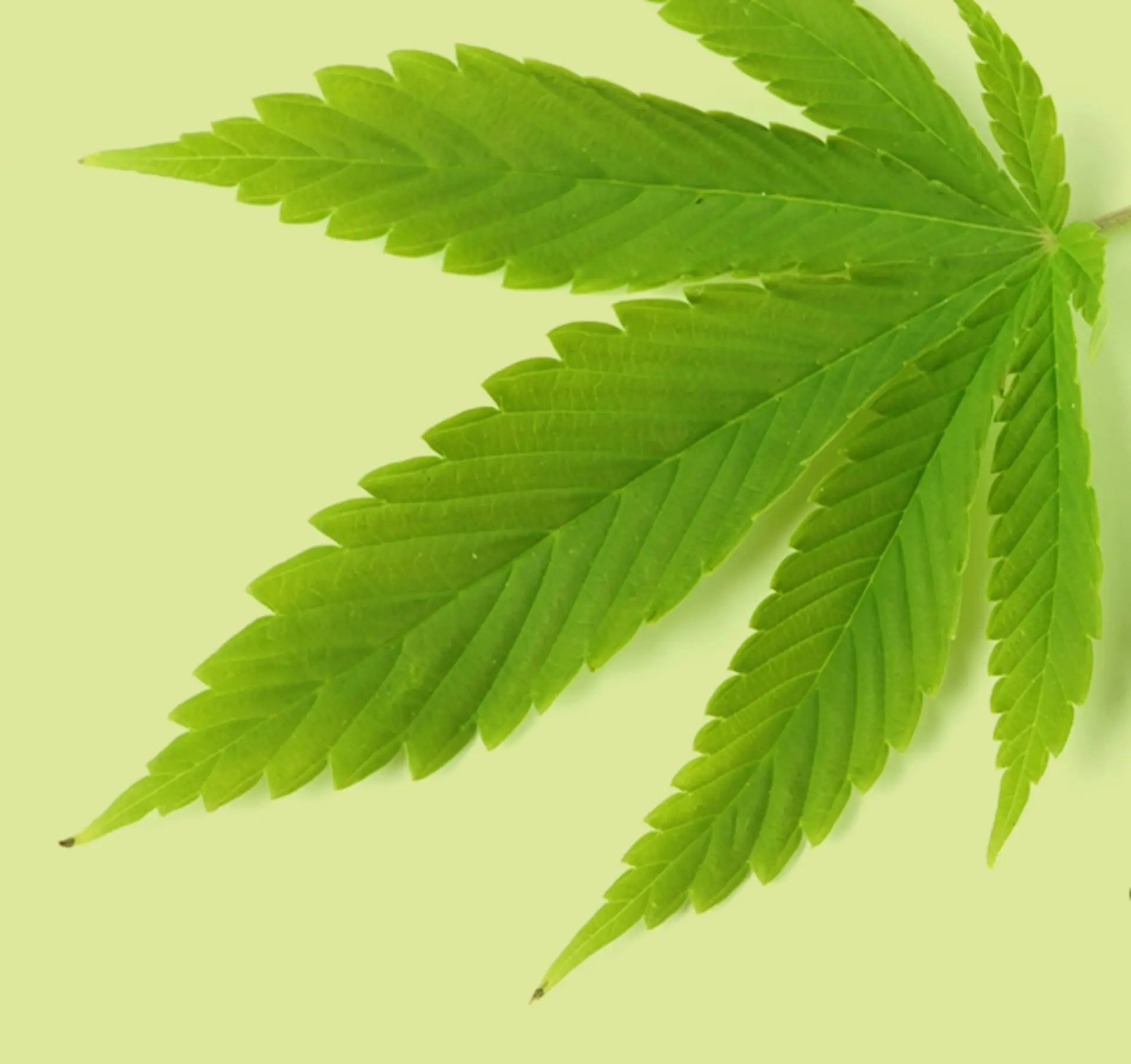 Spray Texture Matcha Moves